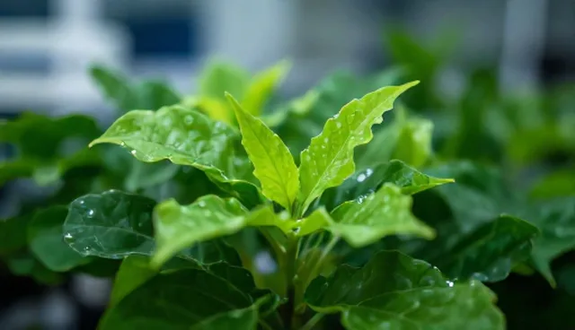 网络维护中性能与适用条件的平衡之道